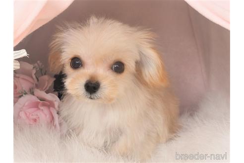 成約済の岡山県のミックス犬-220813の3枚目